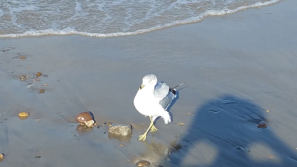 Green Harbor Golf Club | restaurant | 624 Webster St, Marshfield, MA 02050, USA | 7818347303 OR +1 781-834-7303