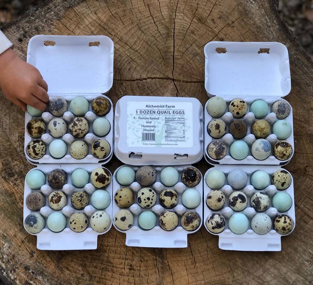 Alchemist Farm | restaurant | 3244 Gravenstein Hwy N, Sebastopol, CA 95472, USA | 7073362202 OR +1 707-336-2202