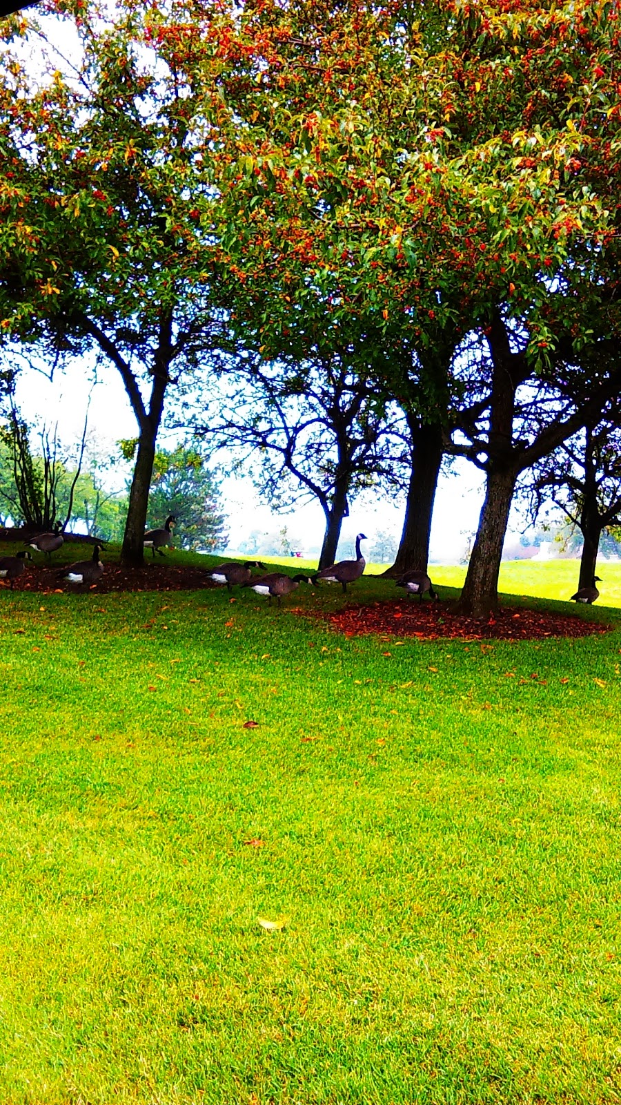 Links At Carillon Golf Course | restaurant | 21200 S Carillon Dr, Plainfield, IL 60544, USA | 8158862132 OR +1 815-886-2132