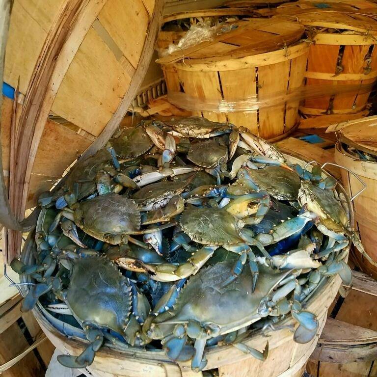 Key West Shrimp Co, Madeira Beach | restaurant | 215 150th Ave, Madeira Beach, FL 33708, USA | 7275921885 OR +1 727-592-1885