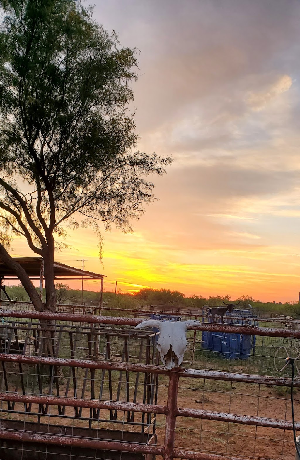 Gas n Grub | restaurant | 2001 TX-208 BUS, 2001 TX-208 Apt 1, Colorado City, TX 79512, USA | 3257283622 OR +1 325-728-3622