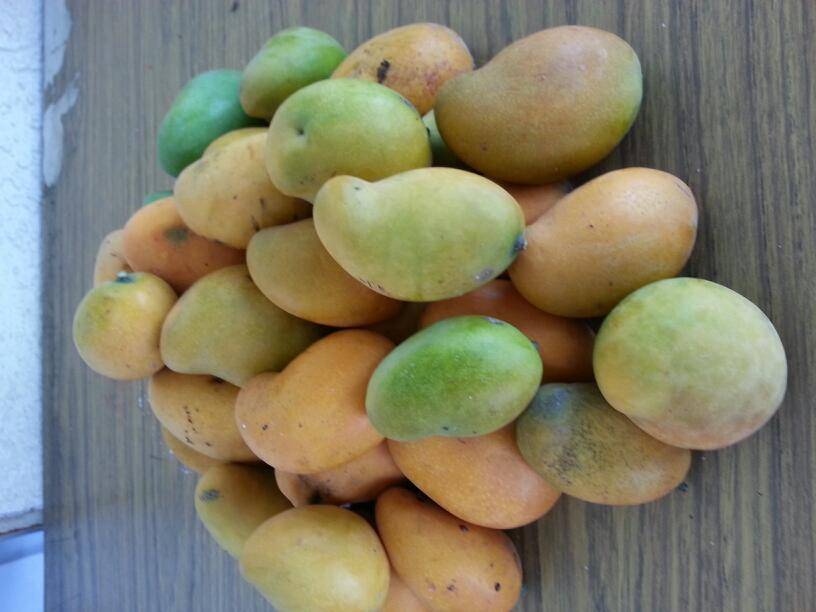 Lonas City Limits Cantina | restaurant | 1174 E Wardlow Rd, Long Beach, CA 90807, USA | 5624274630 OR +1 562-427-4630