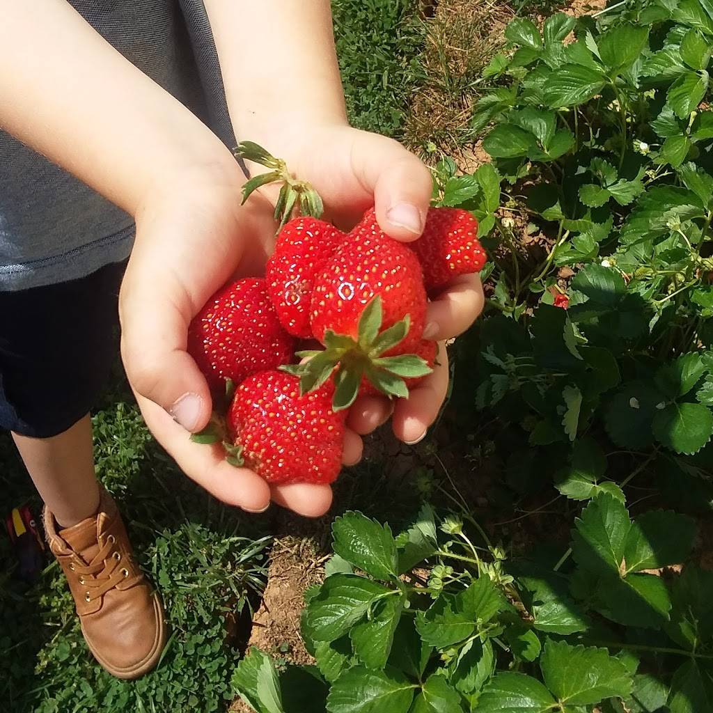 The Babcock House | restaurant | 250 Oakleigh Ave, Appomattox, VA 24522, USA | 4343527532 OR +1 434-352-7532