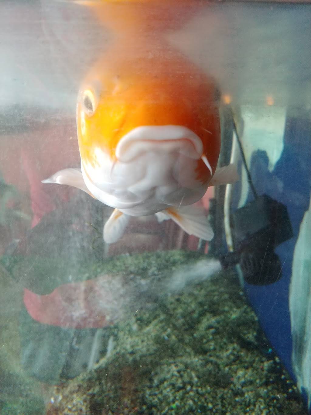 China Star | restaurant | 1171 500 W, Bountiful, UT 84010, USA | 8012982266 OR +1 801-298-2266