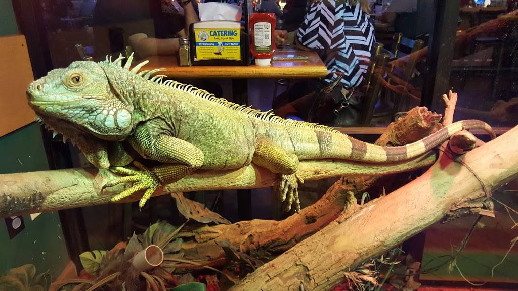 Winking Lizard Tavern | restaurant | 5710 Fulton Dr NW, Canton, OH 44718, USA | 3304971133 OR +1 330-497-1133