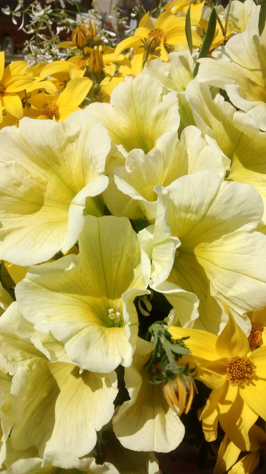 Harveys | restaurant | 2959 Boulevard des Promenades, Sainte-Marthe-sur-le-Lac, QC J0N 1P0, Canada | 4504727753 OR +1 450-472-7753