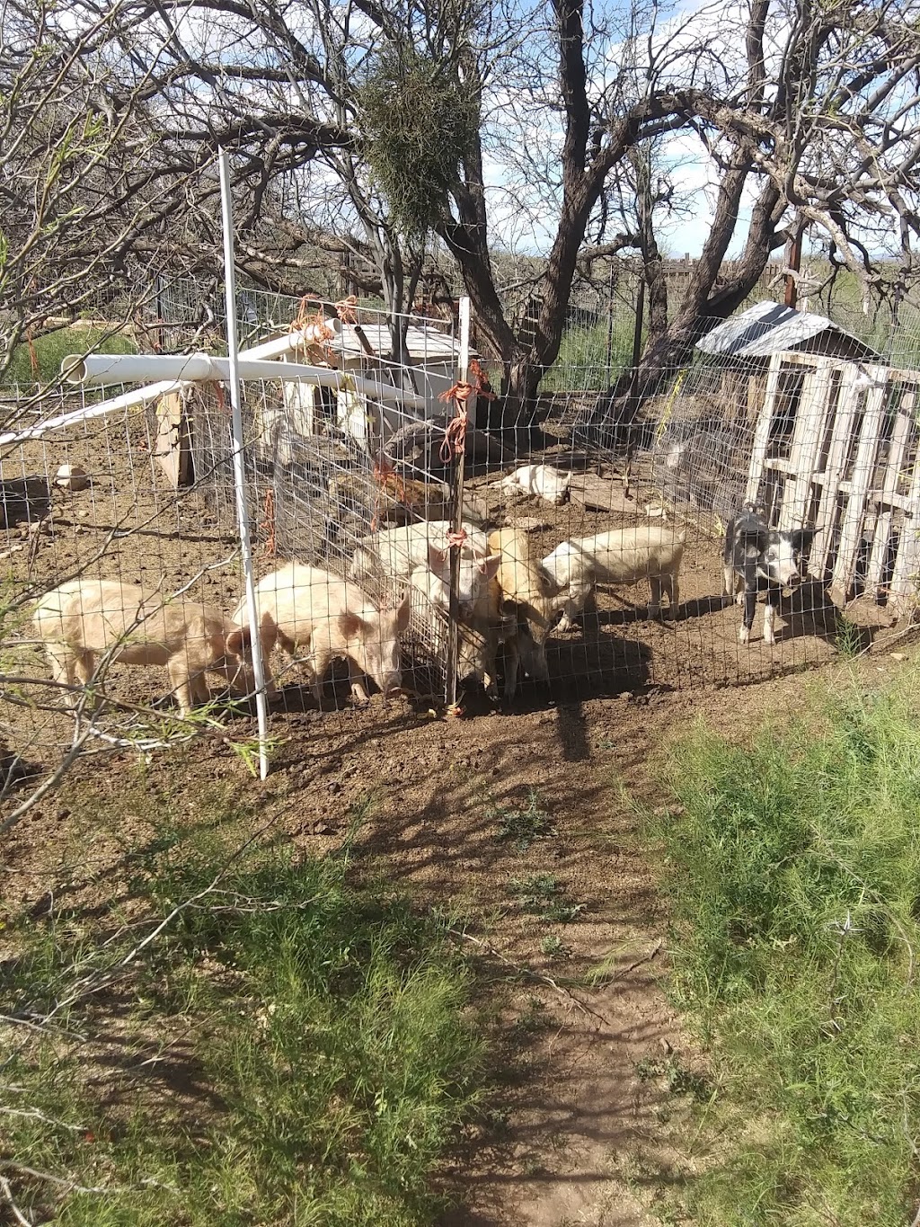 Lazy KJ Ranch - Bisbees Homegrown Barbecue, LLC | restaurant | 4977 Oro Rd, Bisbee, AZ 85603, USA | 5099519145 OR +1 509-951-9145