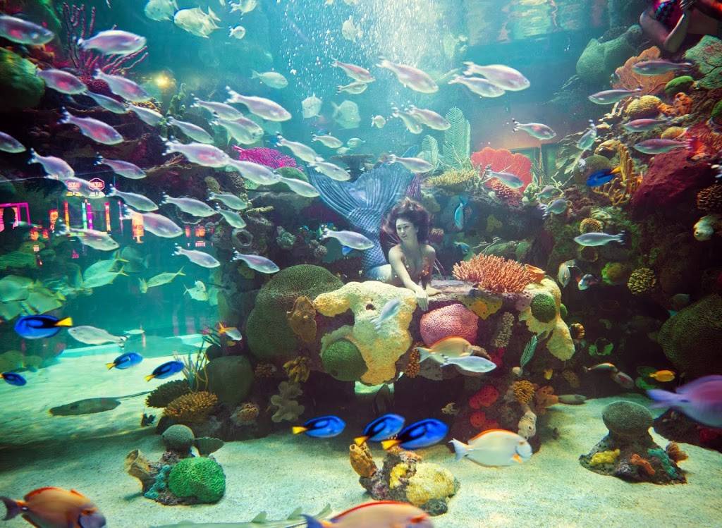Mermaid Restaurant | restaurant | 3333 Blue Diamond Rd, Las Vegas, NV 89139, USA | 7022637777 OR +1 702-263-7777