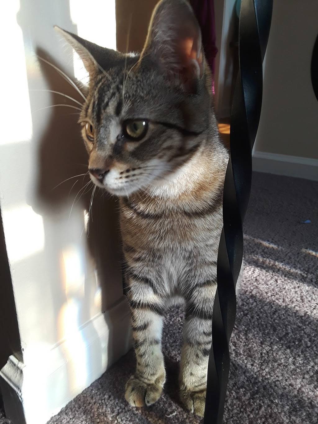 Montesanos Pizza | restaurant | 2 Park Ln, Rush, NY 14543, USA | 5855331150 OR +1 585-533-1150