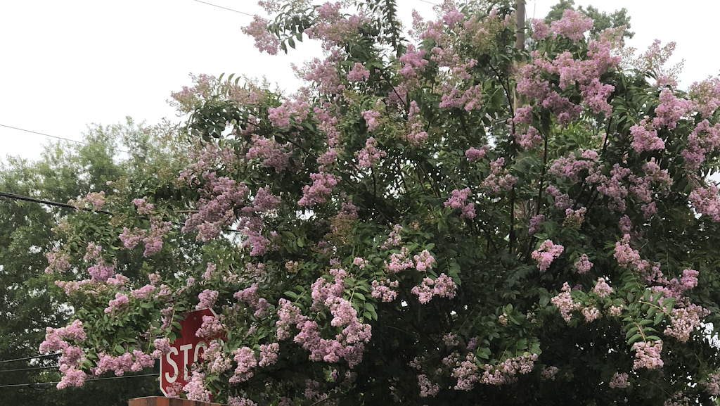 Sams kitchen | restaurant | 4555 Thompson Mill Rd, Buford, GA 30518, USA | 7702714381 OR +1 770-271-4381