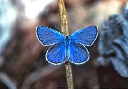 Cafe Bliss Catering LLC | restaurant | 11198 Polo Club Rd, Wellington, FL 33414, USA | 5612471599 OR +1 561-247-1599