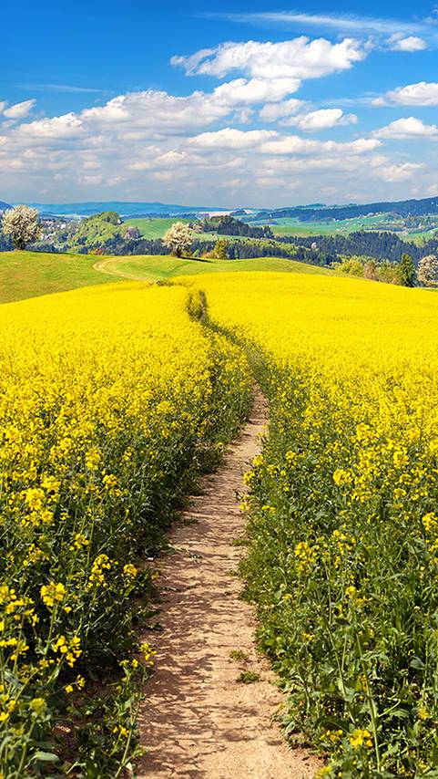 Crossroads Pizza 2 | meal delivery | 2065 E Main St, Bridgeport, CT 06610, USA | 2033675554 OR +1 203-367-5554