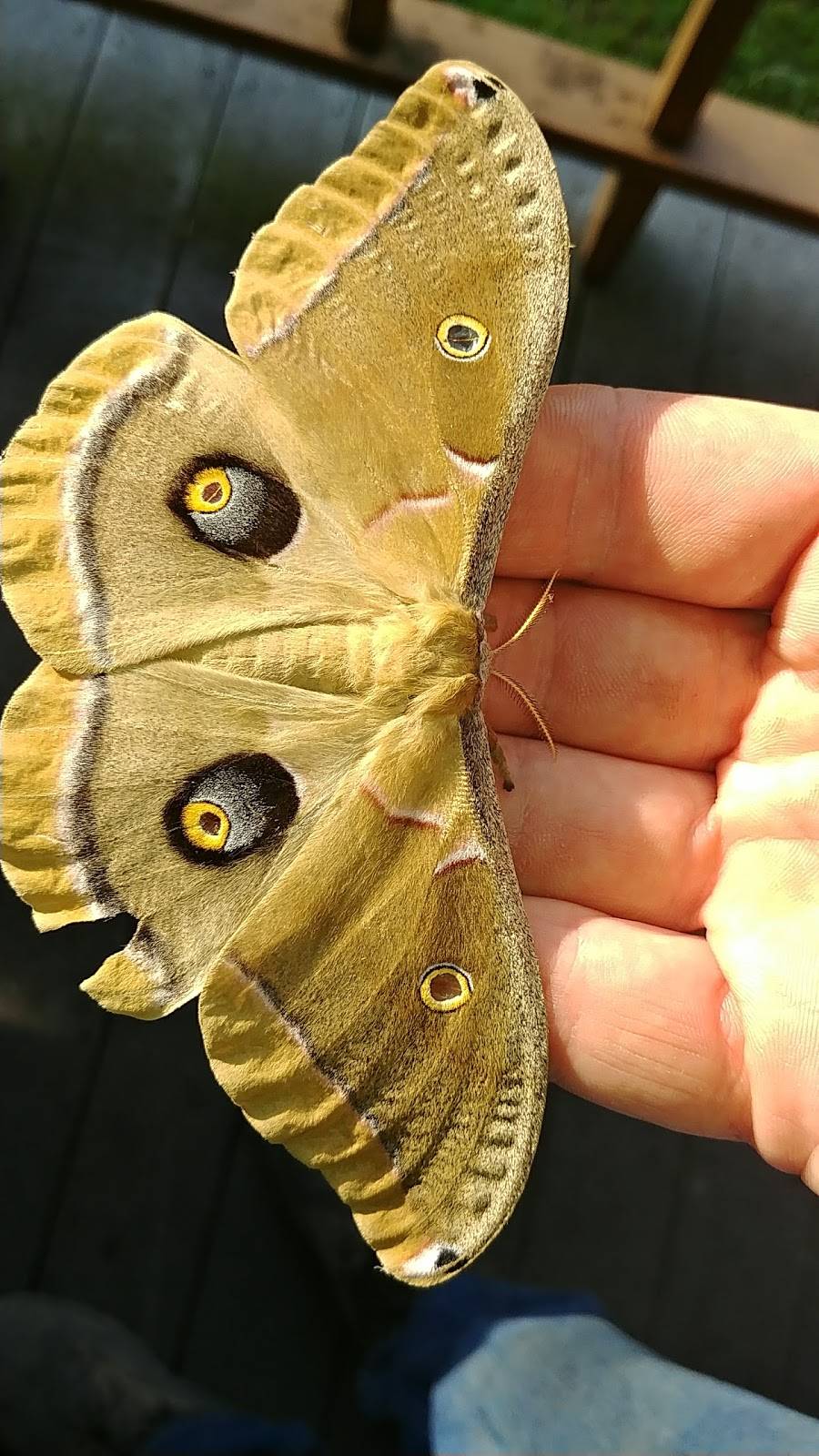 Snuffers Restaurant & Bar | restaurant | 2901 Village Dr, Rockwall, TX 75087, USA | 9727229811 OR +1 972-722-9811