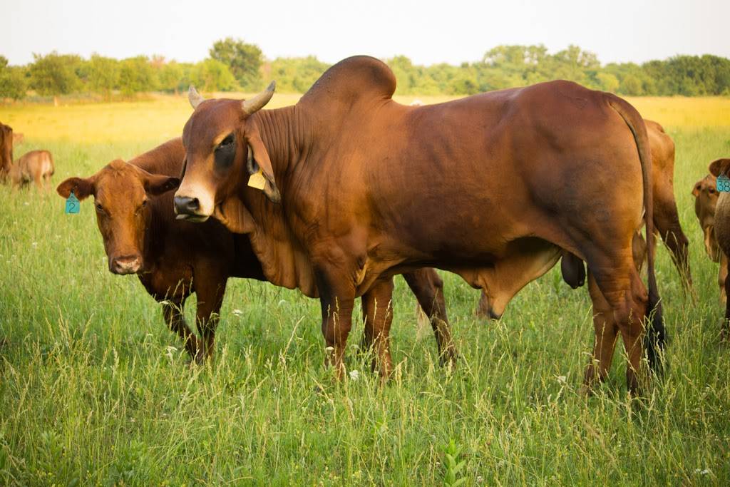 Moores Fish Farm | restaurant | 25353 S 4230 Rd, Inola, OK 74036, USA | 9183414194 OR +1 918-341-4194