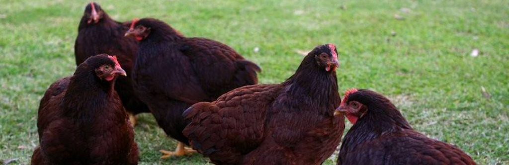 Koops Coops Dealer of Ventura Grain | restaurant | 1167 E Rd, Tiverton, RI 02878, USA | 4014184431 OR +1 401-418-4431