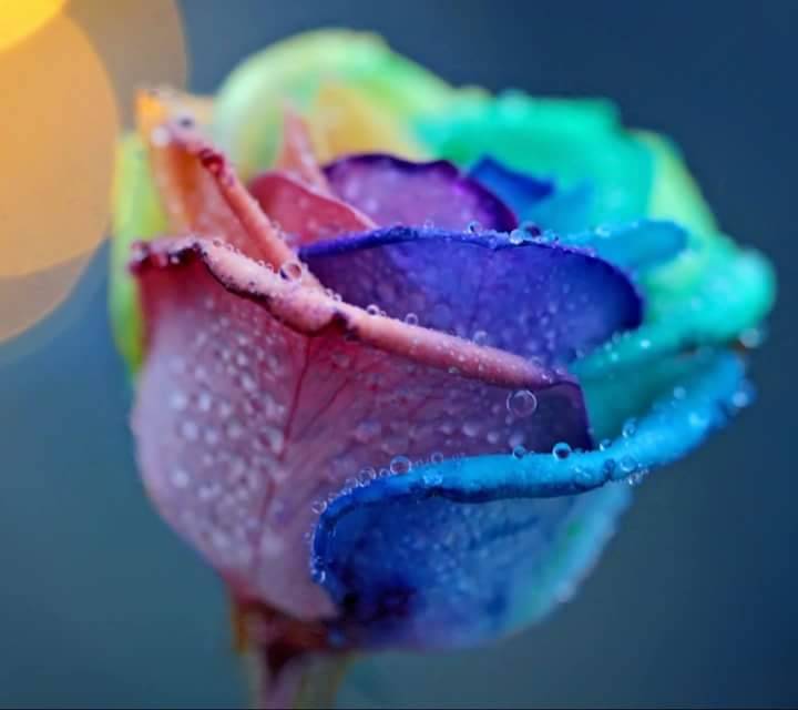 Pizza Hut | restaurant | 227 W University Dr, Denton, TX 76201, USA | 9403831670 OR +1 940-383-1670