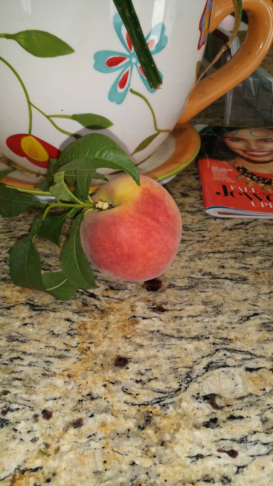 Alfredos Cafe & Luncheonette Corp. | restaurant | 121 Schuyler Ave, Kearny, NJ 07032, USA | 5515807336 OR +1 551-580-7336