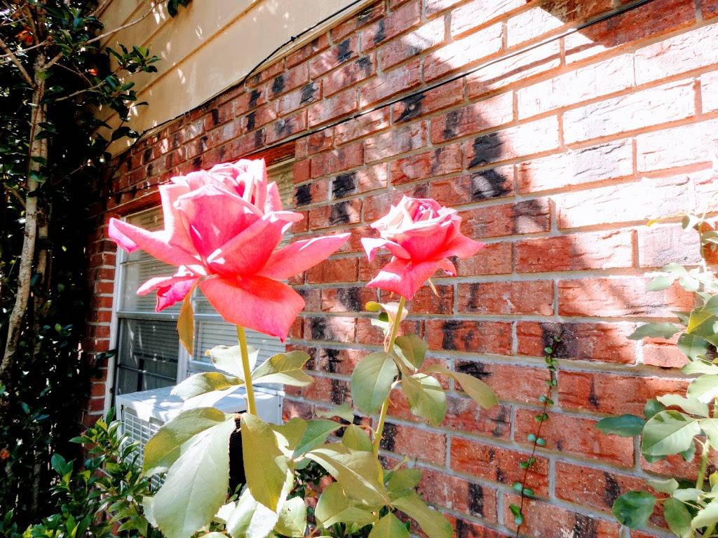 Donut Hole | bakery | 421 W Airline Hwy, Laplace, LA 70068, USA | 9856514001 OR +1 985-651-4001