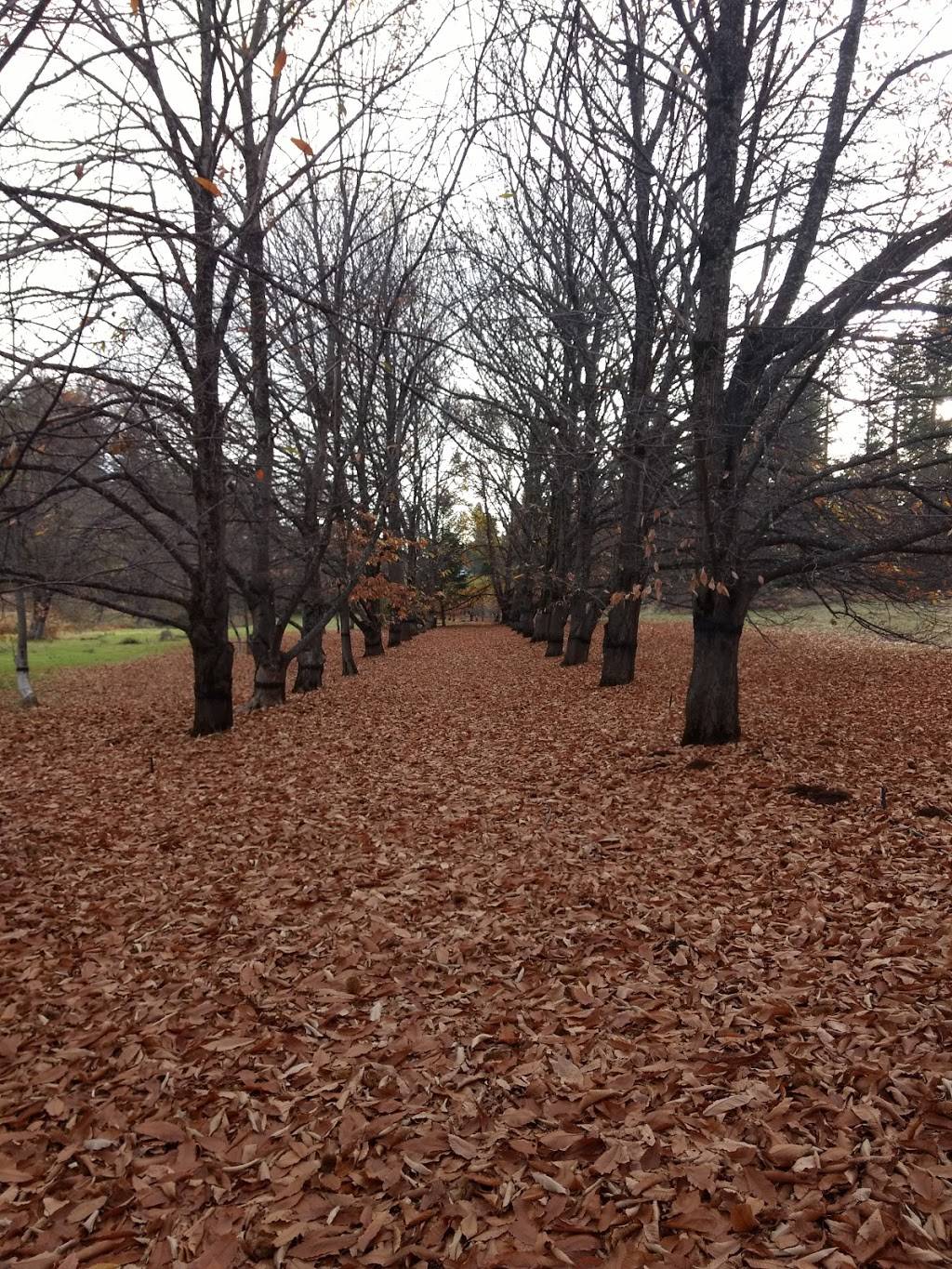 Smokey Ridge Ranch - Apple Hill #133 | restaurant | 2160 Carson Rd, Placerville, CA 95667, USA | 5306265077 OR +1 530-626-5077