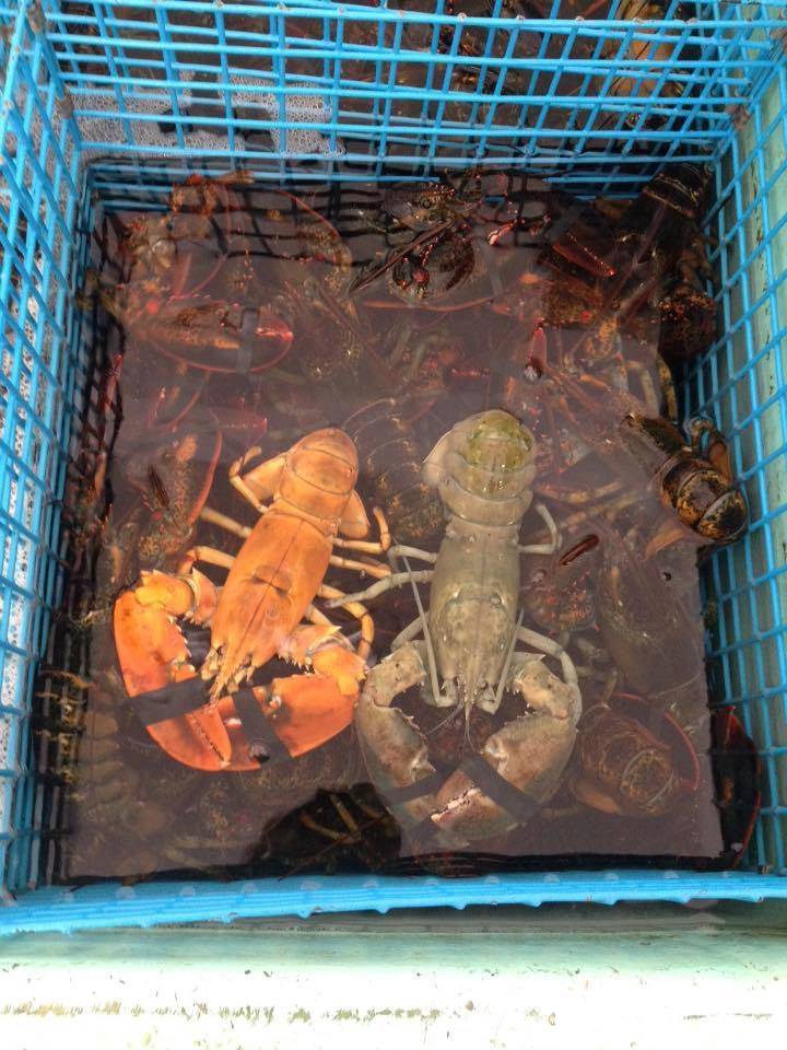 Stoney Brook Lobster Pound | restaurant | 304 Sebago Rd, Sebago, ME 04029, USA | 2076371284 OR +1 207-637-1284