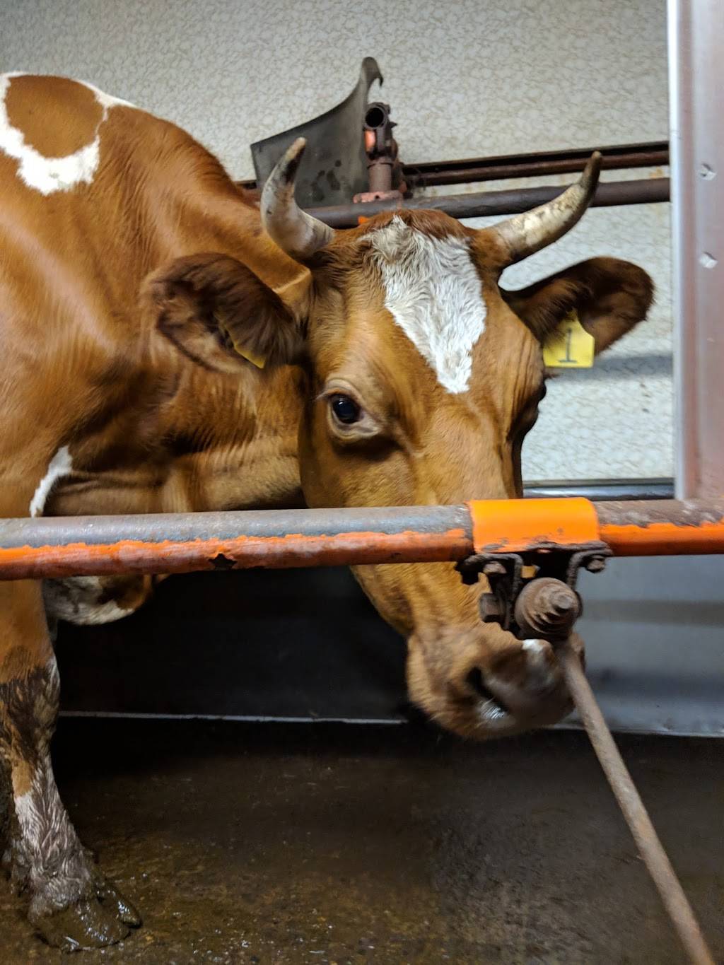 Milky Way Farms | restaurant | 16867 PA-14, Troy, PA 16947, USA | 5706735651 OR +1 570-673-5651