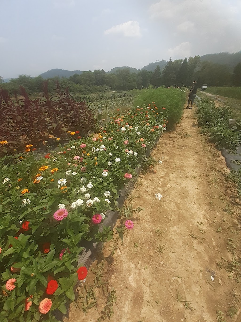 Cane Creek Valley Farm | restaurant | 1448 Cane Creek Rd, Fletcher, NC 28732, USA | 8283380271 OR +1 828-338-0271