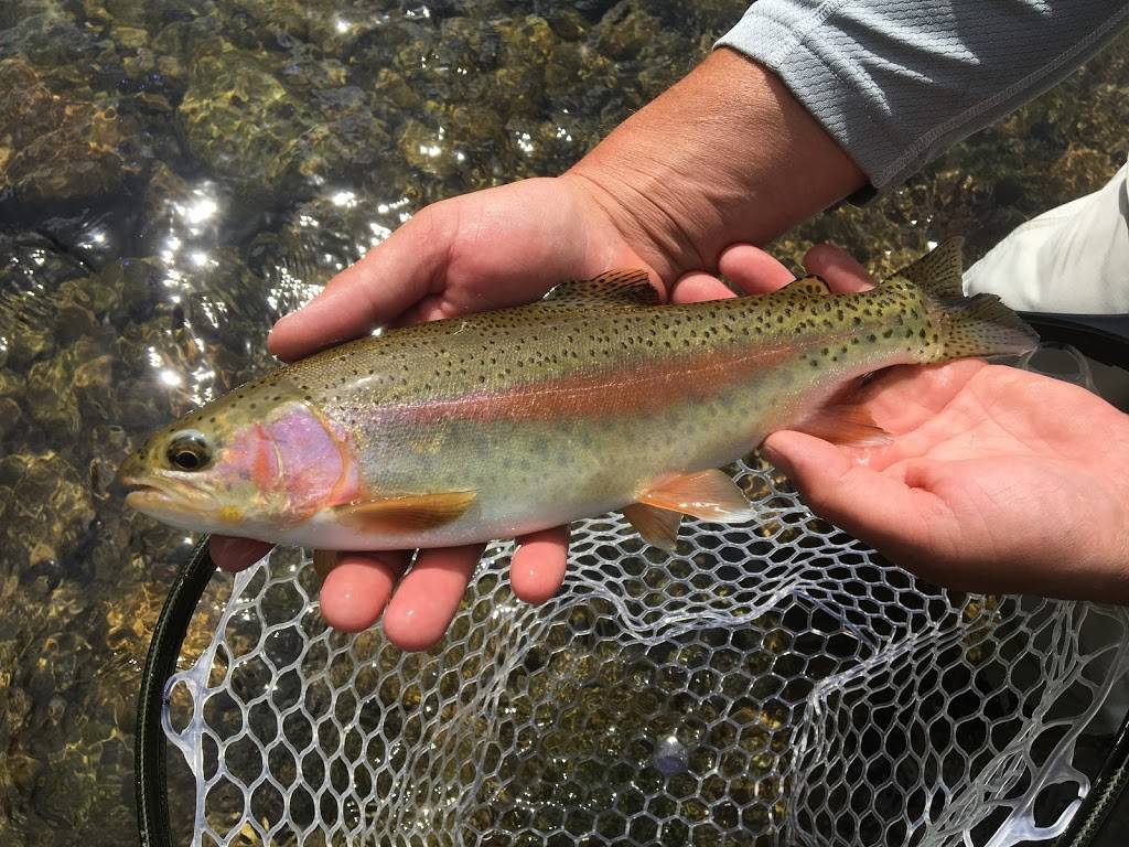 BLUE CHIP FLY FISHING LLC |  | 570 Ridgetop Cir, Whittier, NC 28789, USA | 9542634452 OR +1 954-263-4452