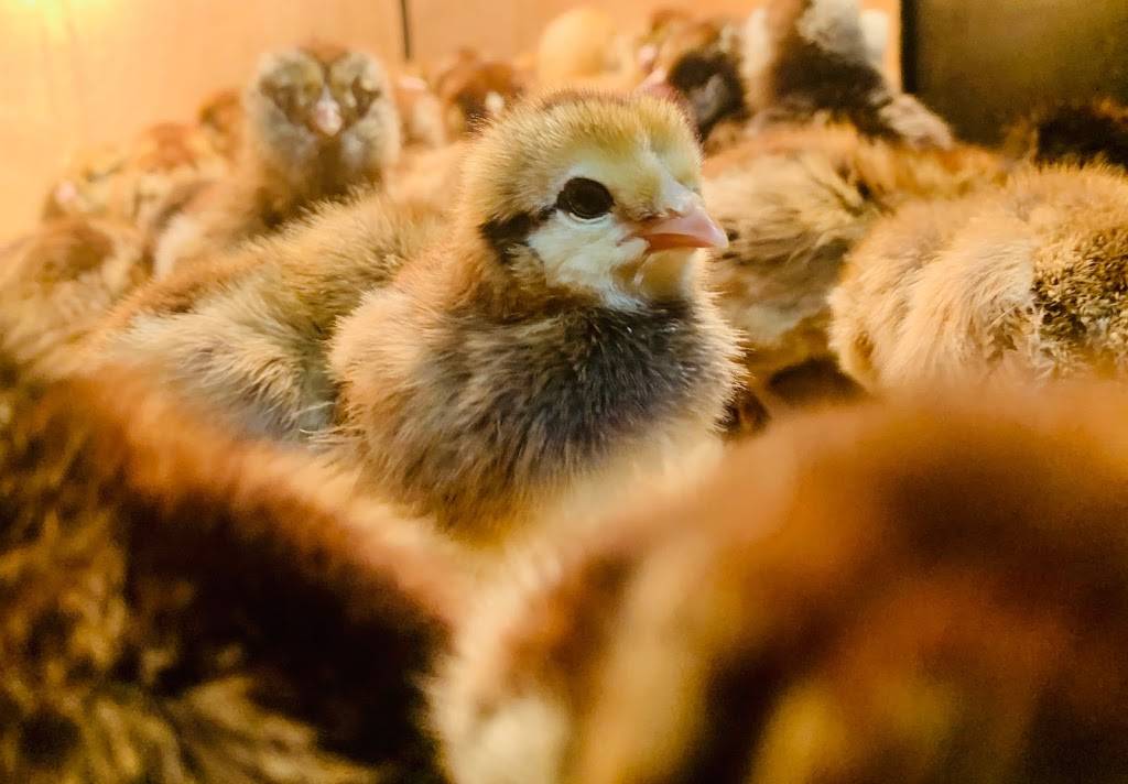 Island Farms | restaurant | 32537 Forest Dr, DeLand, FL 32720, USA | 3867534322 OR +1 386-753-4322