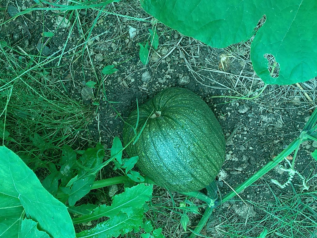 Latham Saloon | restaurant | 226 W Blaine St, Latham, KS 67072, USA | 6209652340 OR +1 620-965-2340