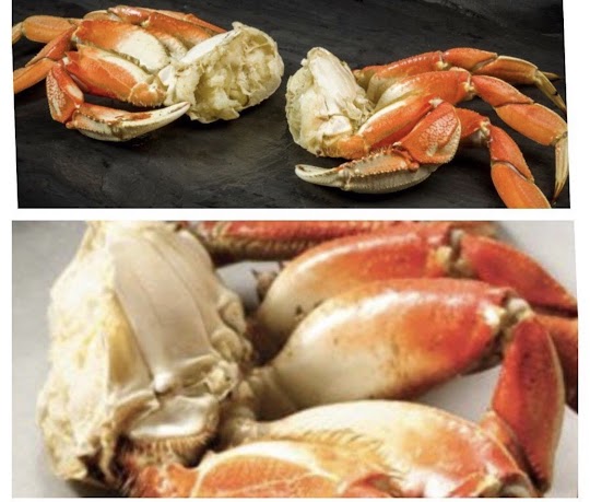 30A Blue Crawfish Company Creole Cuisine | restaurant | 7000 E County Hwy 30A, Watersound, FL 32461, USA | 3374509399 OR +1 337-450-9399