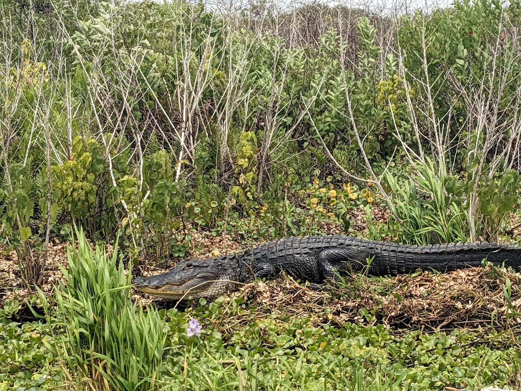 Camp Holly Airboat Rides | restaurant | 6901 US-192, Melbourne, FL 32904, USA | 3217232179 OR +1 321-723-2179