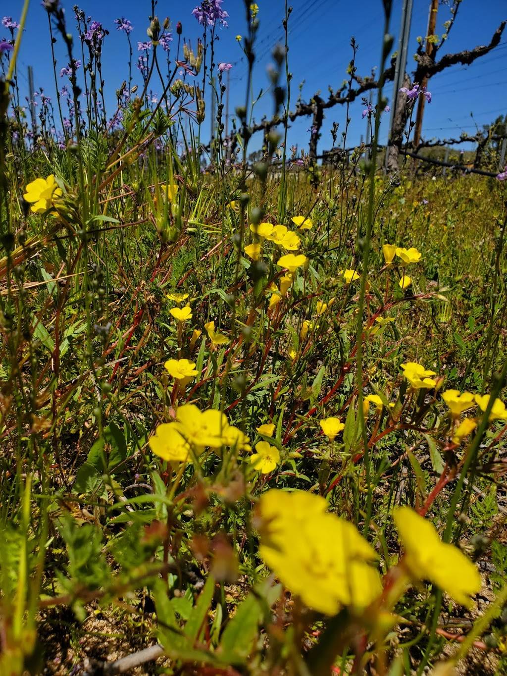 De Portola Estate Winery | restaurant | 37440 De Portola Rd, Temecula, CA 92592, USA | 7605941107 OR +1 760-594-1107