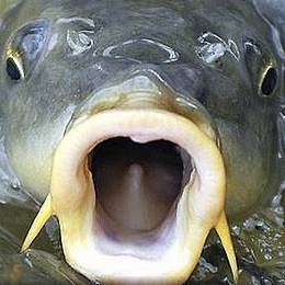 Boss Hawgs Bar N Grill | restaurant | 617 NE 102nd Ave, Portland, OR 97220, USA | 5032524647 OR +1 503-252-4647