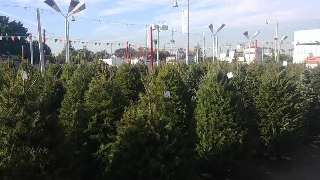 Eddies Christmas Trees | restaurant | 6400 Atlantic Ave, Bell, CA 90201, USA | 5624497664 OR +1 562-449-7664