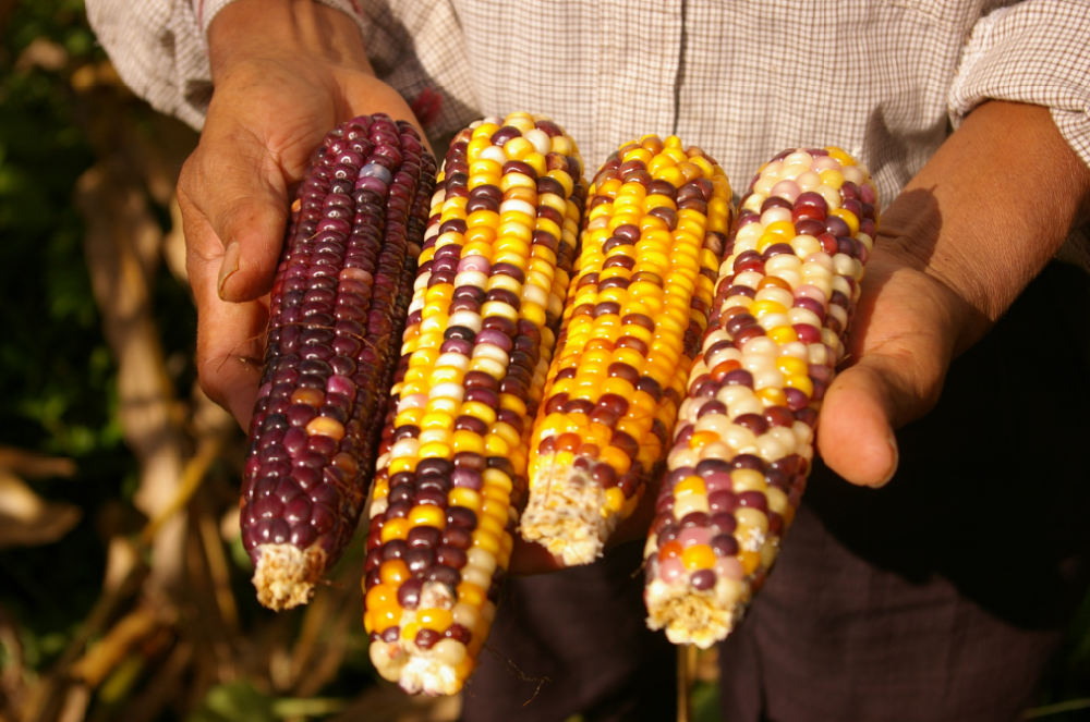 Pollo Campero | restaurant | 6314 Springfield Plaza, Springfield, VA 22150, USA | 7034510509 OR +1 703-451-0509