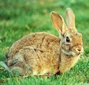 El Cuco Restaurant | restaurant | 8102 W Tidwell Rd, Houston, TX 77040, USA | 7138959099 OR +1 713-895-9099