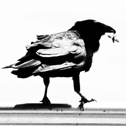 Sanibel Island Wildlife Photos | restaurant | 2496 Palm Ridge Rd, Sanibel, FL 33957, USA | 2397281920 OR +1 239-728-1920