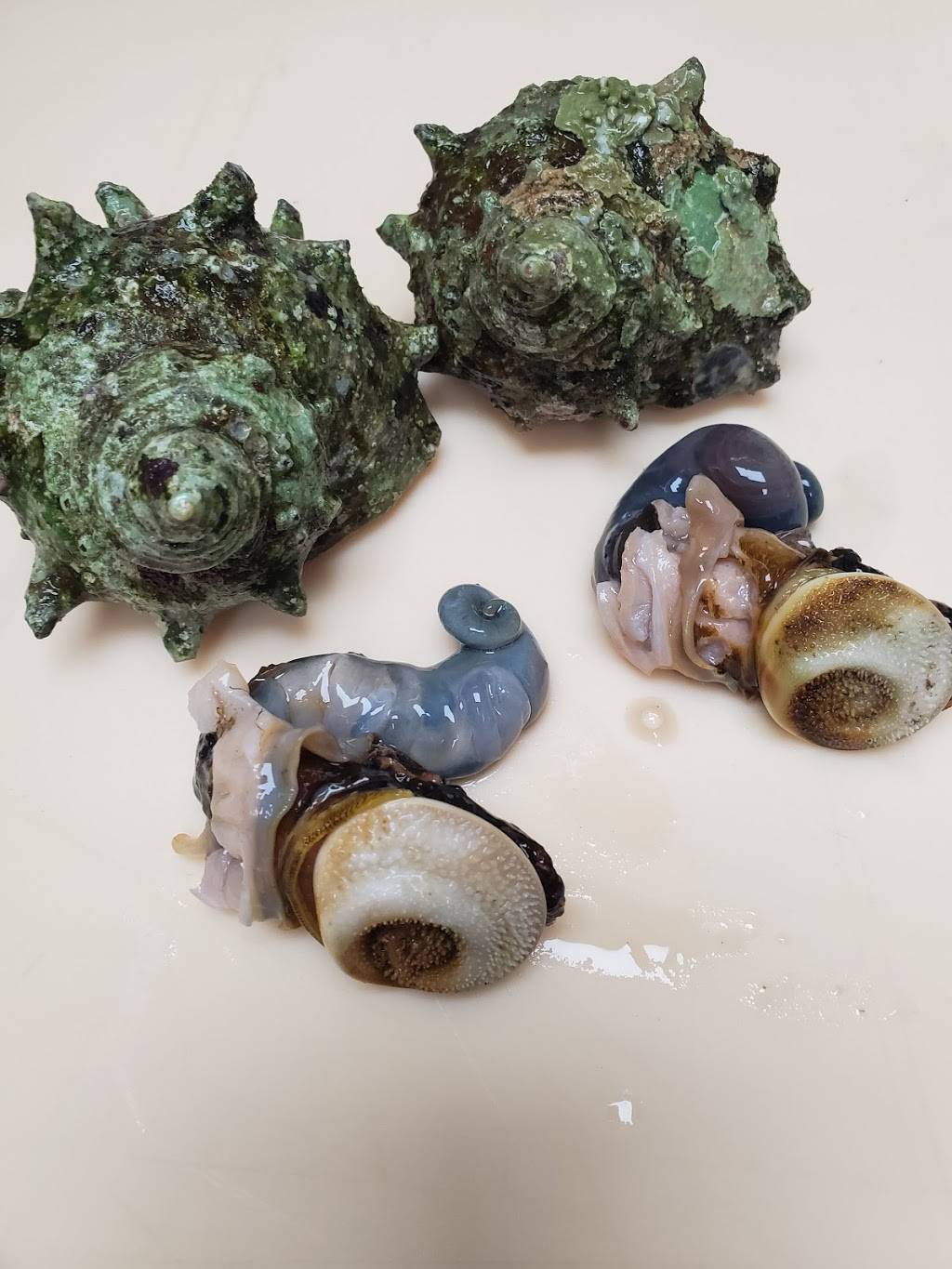 SHOKUNIN | restaurant | 8443 Haven Ave Unit 155, Rancho Cucamonga, CA 91730, USA | 9094812988 OR +1 909-481-2988