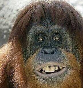 Subway | restaurant | 1051 Village Hwy, Rustburg, VA 24588, USA | 4343323333 OR +1 434-332-3333