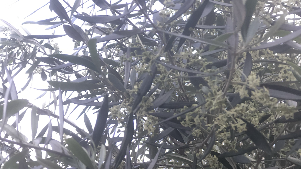 Skewers Mediterranean Grille | restaurant | 144 5th Ave, Indialantic, FL 32903, USA | 3217278944 OR +1 321-727-8944