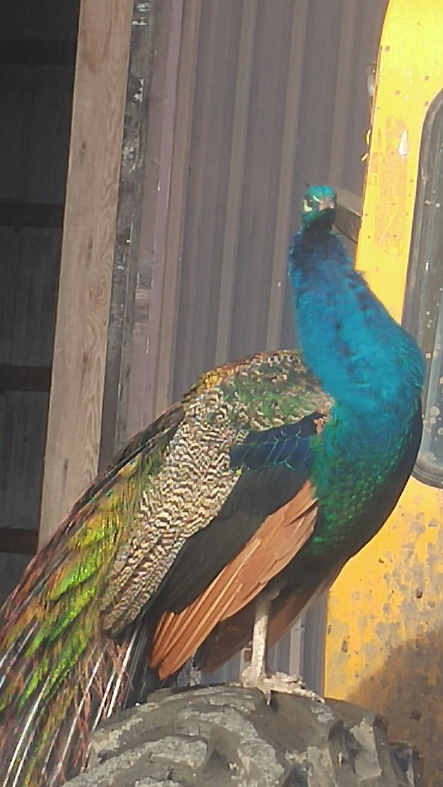 Osborn Dairy | restaurant | 1021 WA-6, Chehalis, WA 98532, USA | 3607487000 OR +1 360-748-7000