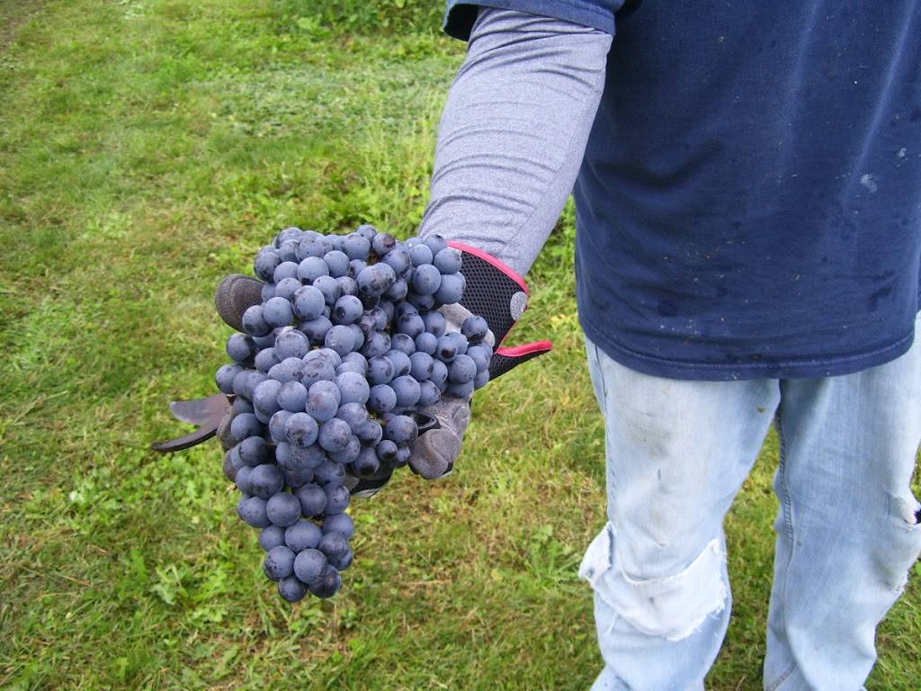 Five Sons Winery and RG Brewery | restaurant | 1360 W Sweden Rd, Brockport, NY 14420, USA | 5853913569 OR +1 585-391-3569