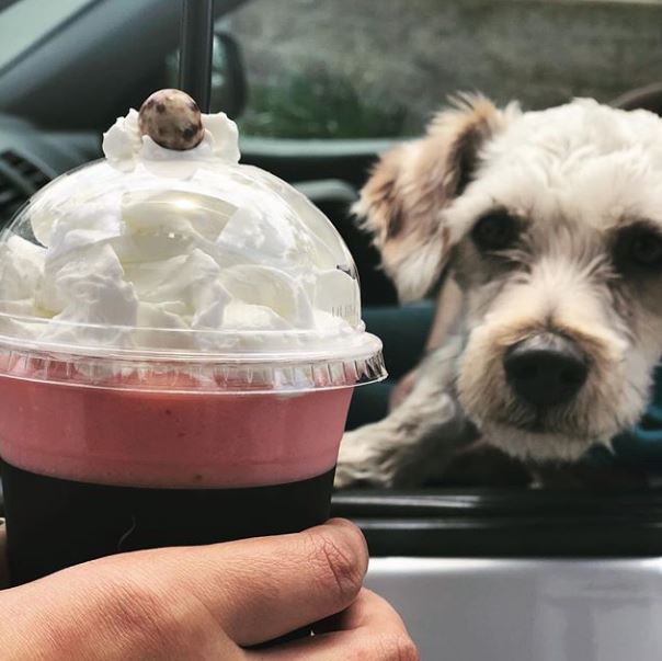 The Human Bean | cafe | 21991 El Toro Rd #10, Lake Forest, CA 92630, USA | 9493830239 OR +1 949-383-0239