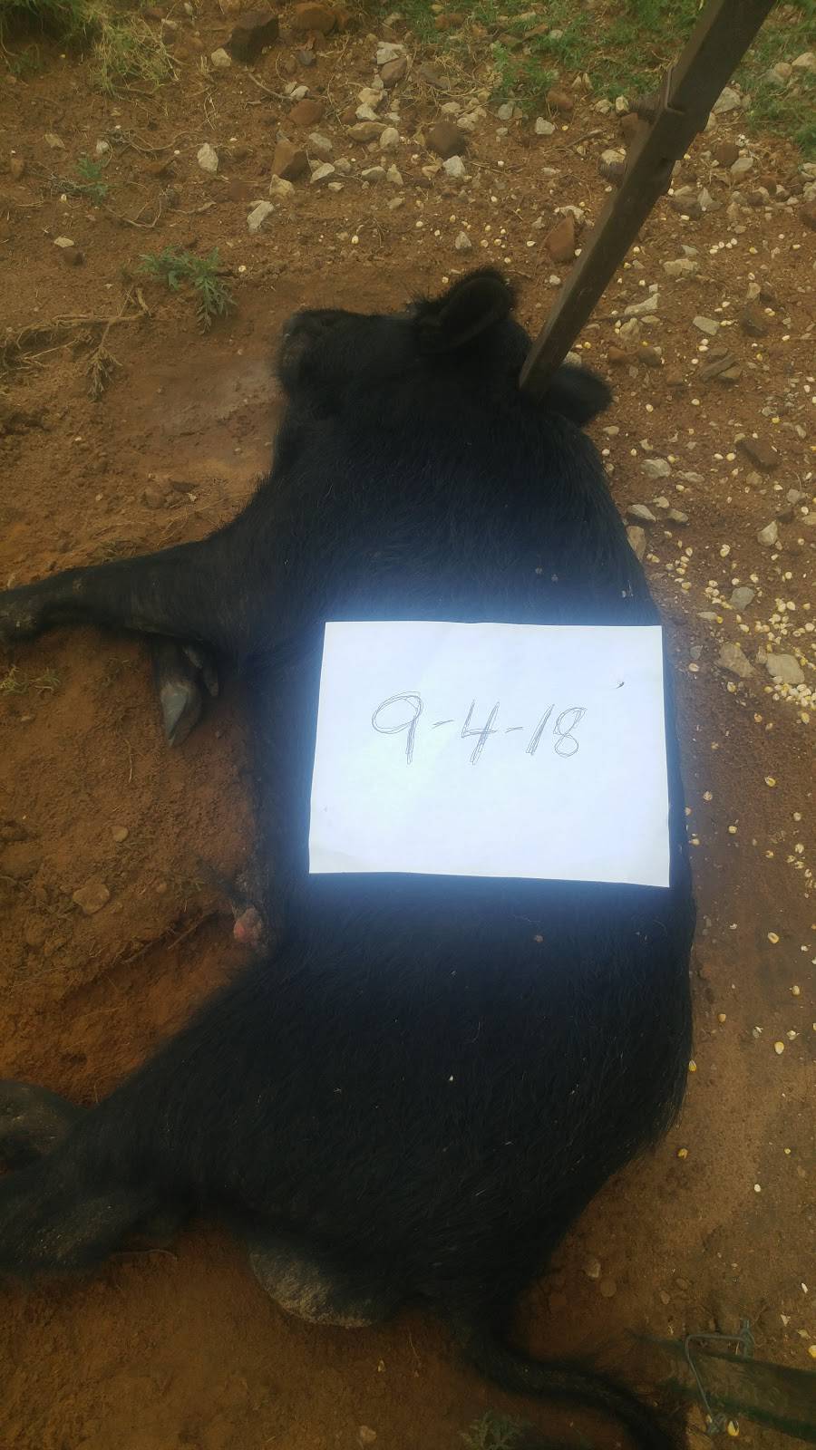 Cottons Restaurant | restaurant | 553 FM 1191, Bryson, TX 76427, USA | 9403922309 OR +1 940-392-2309