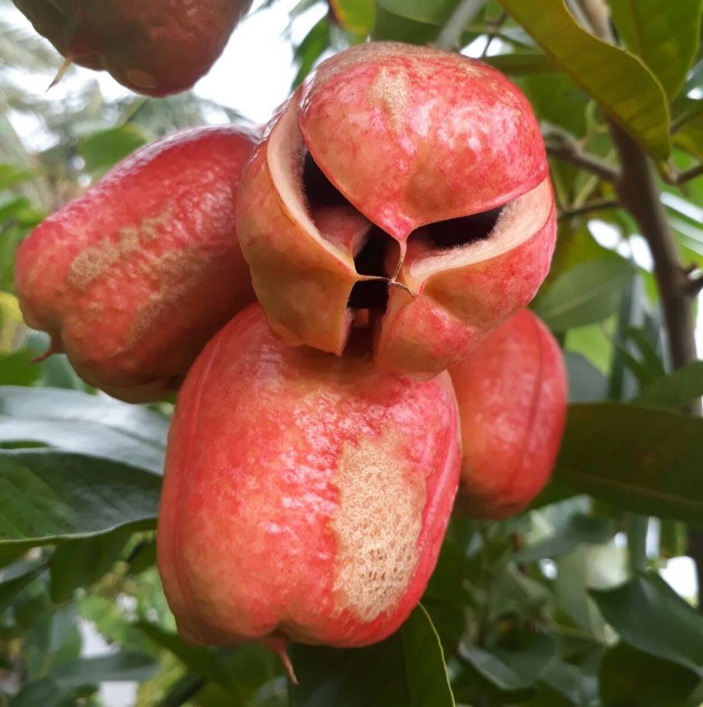 Best Caribbean | restaurant | 9102 Rockaway Beach Blvd, Far Rockaway, NY 11693, USA | 3477277134 OR +1 347-727-7134