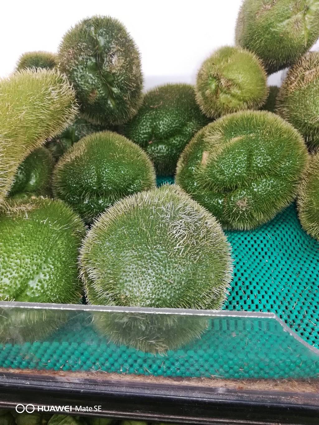 Carnicerias Jimenez | bakery | 550 W Dundee Rd, Wheeling, IL 60090, USA | 8472299295 OR +1 847-229-9295