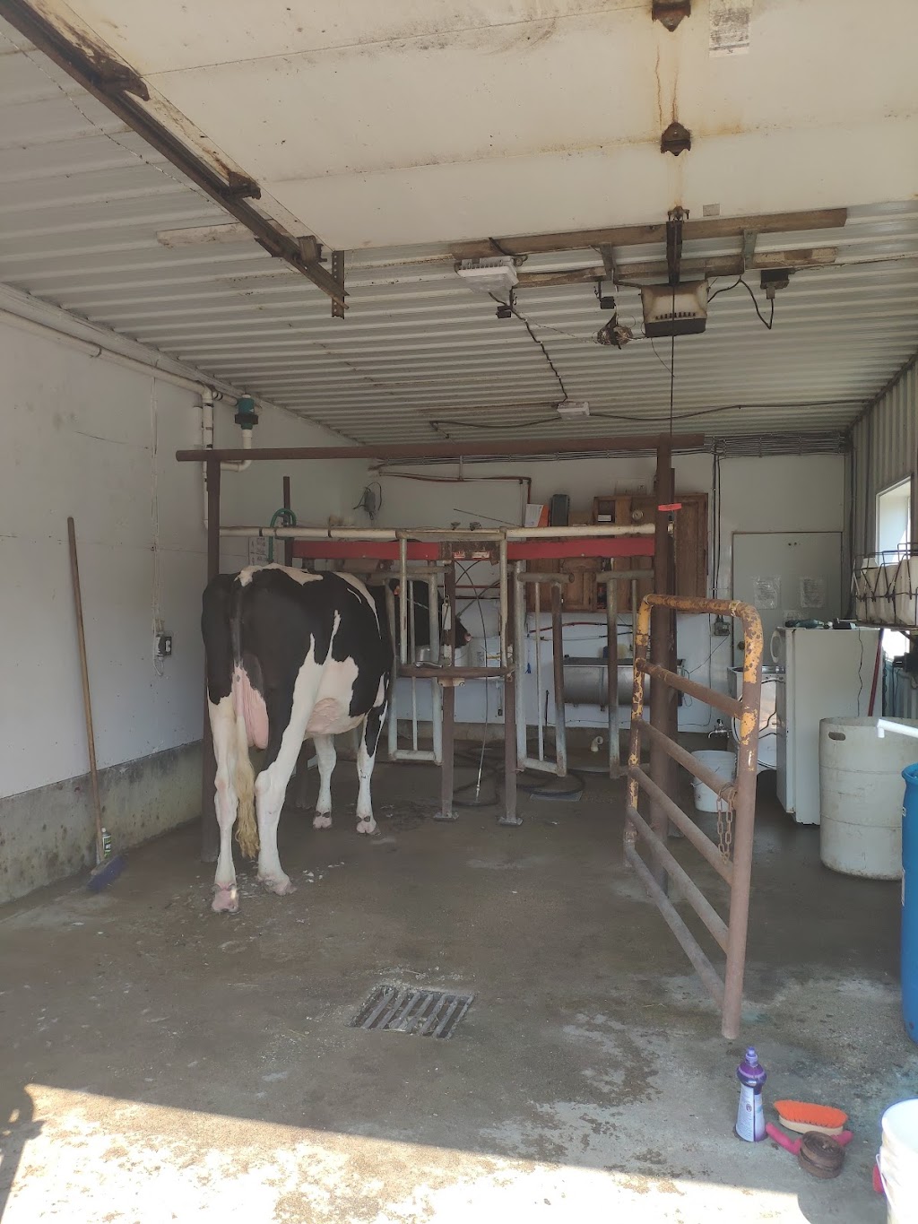 Redhead Creamery | restaurant | 31535 463rd Ave, Brooten, MN 56316, USA | 3203462246 OR +1 320-346-2246