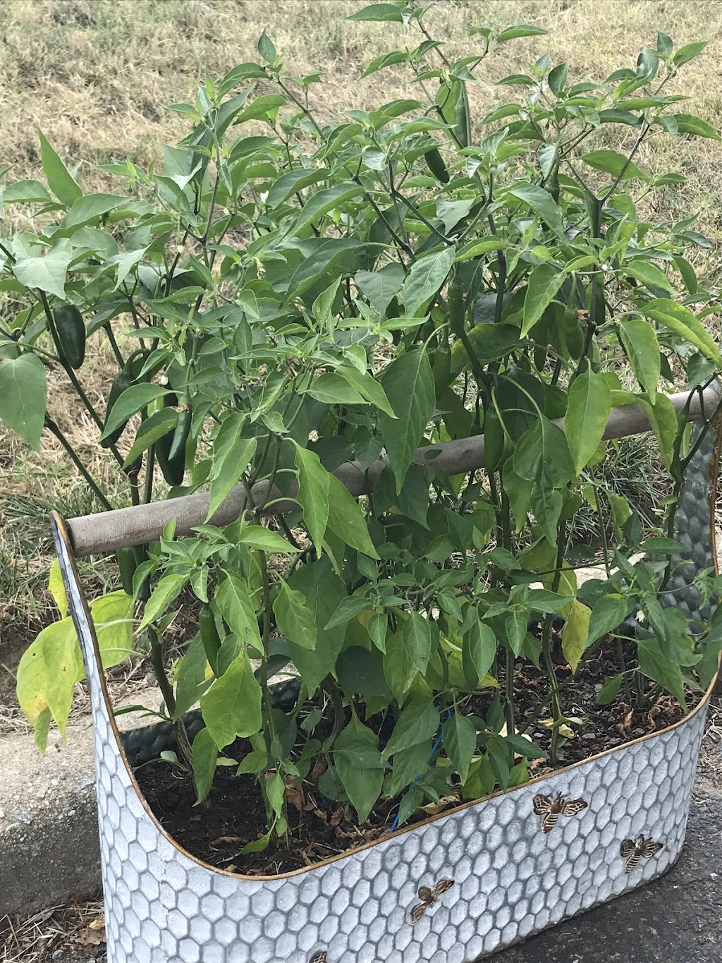 Pinches Tacos RVA | restaurant | West End Dr, Henrico, VA 23294, USA | 8048885802 OR +1 804-888-5802