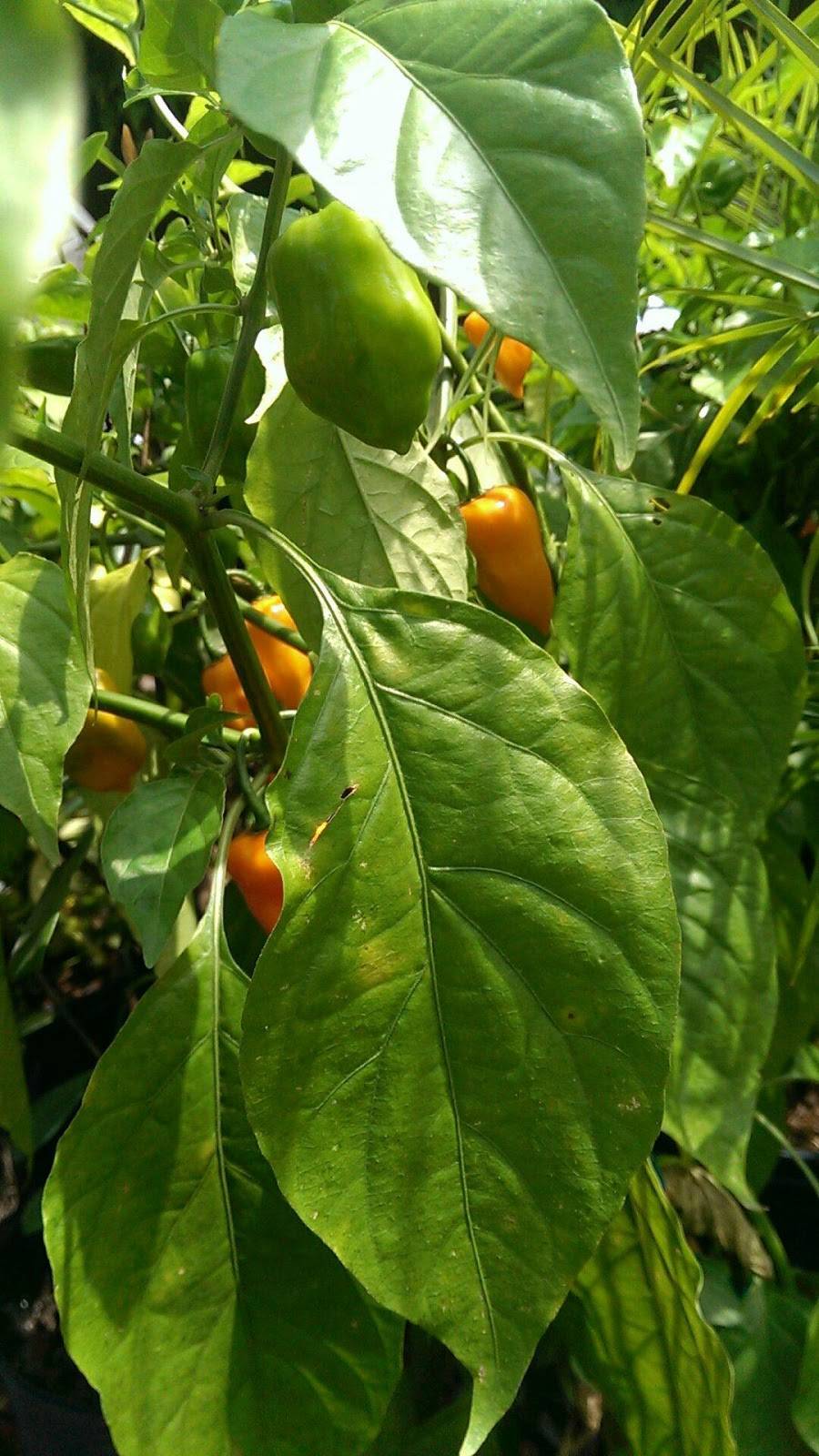 Island Jerk Shack | restaurant | 1202 W Dr Martin Luther King Jr Blvd, Seffner, FL 33584, USA | 8138203228 OR +1 813-820-3228