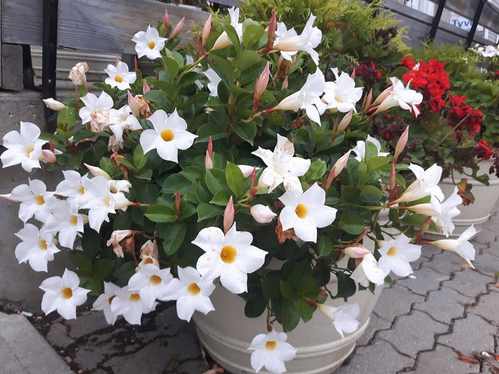 Freshman Pizza | restaurant | 6601 Fourth Line Rd, North Gower, ON K0A 2T0, Canada | 6134894242 OR +1 613-489-4242